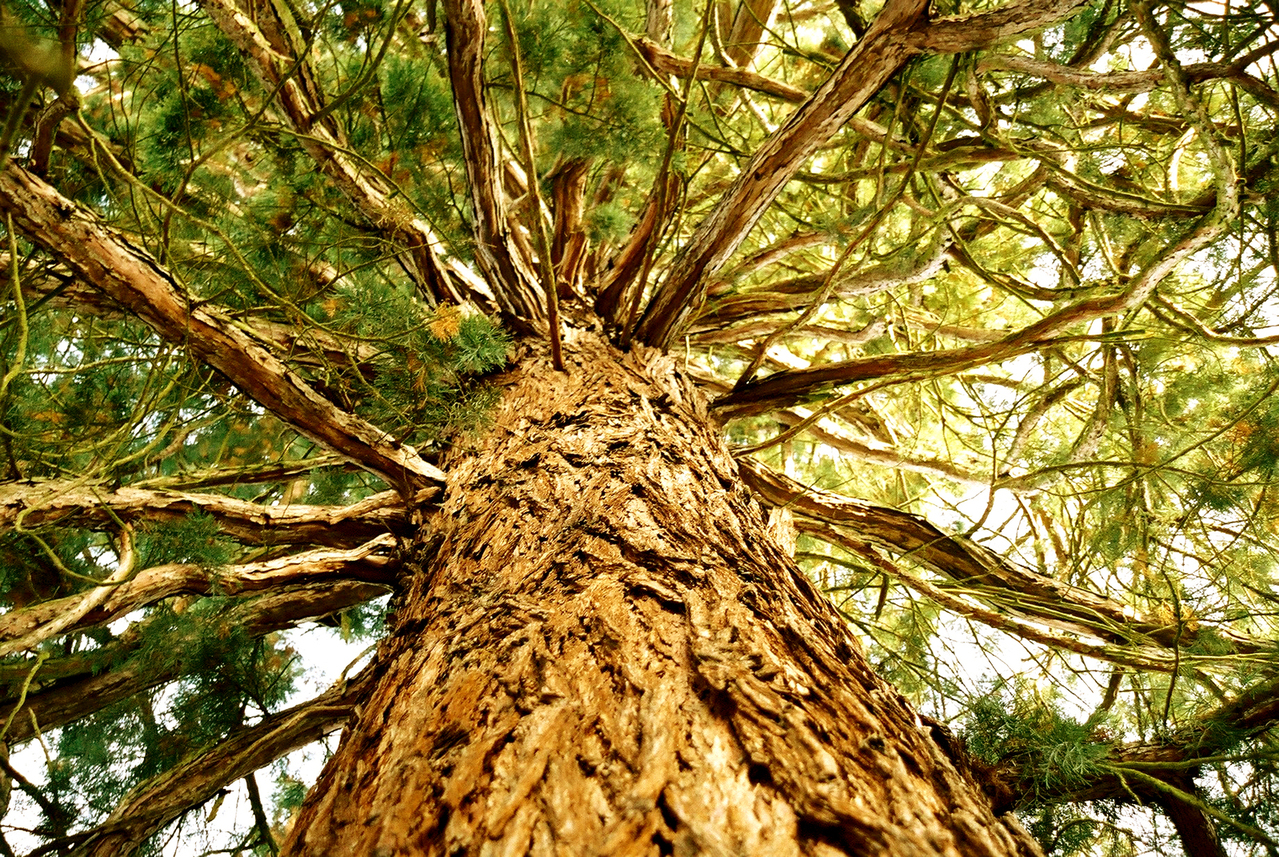 cypress