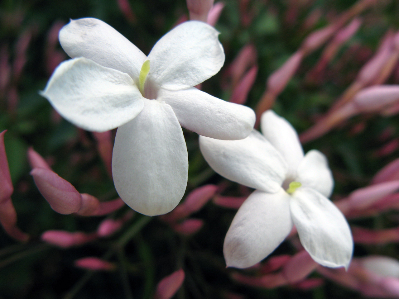 jasmine