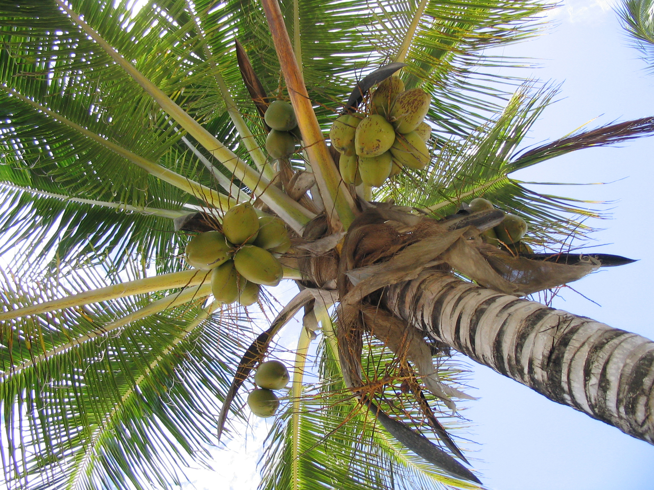 coconuts-close-up-1471038-1280x960